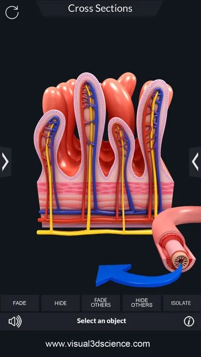 تصاویر My Digestive System Anatomy